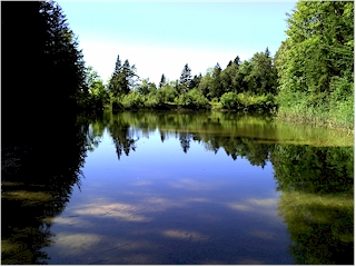 Kleiner See im Wald