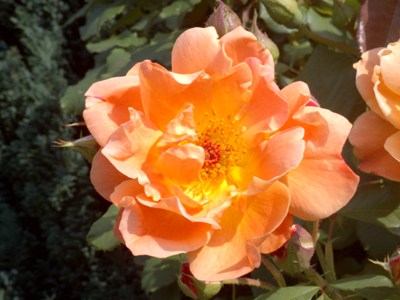 Gelbe Rose