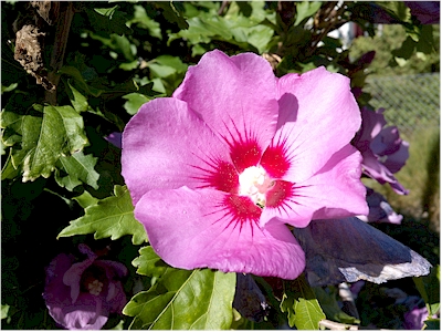 Violette Bluete