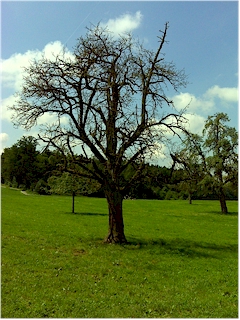 Baum