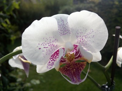 Weisse Orchidee