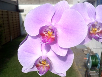 Lila Orchidee